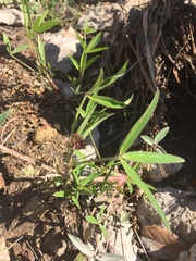 Trifolium mucronatum