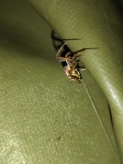 Neoscona adianta