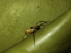 Neoscona adianta