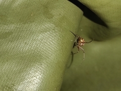 Neoscona adianta