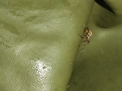 Neoscona adianta