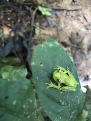 Boana cinerascens