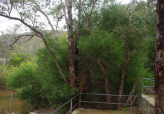 Acacia longifolia longifolia