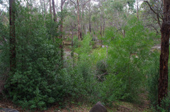 Acacia longifolia longifolia