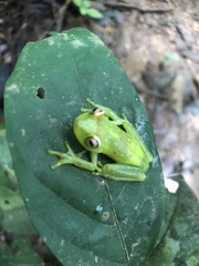 Boana cinerascens