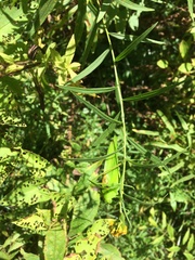Amblycorypha rotundifolia