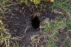 Spermophilus citellus