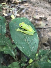 Boana cinerascens