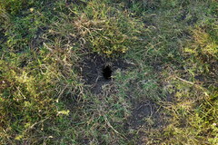 Spermophilus citellus