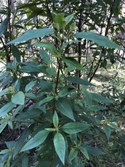 Prostanthera lasianthos