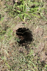 Spermophilus citellus