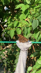 Polygonia c-album