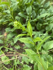 Solidago glomerata