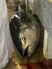 Thunnus thynnus