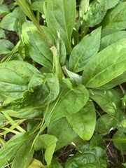 Solidago glomerata