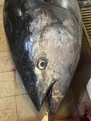 Thunnus thynnus