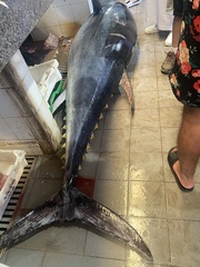 Thunnus thynnus