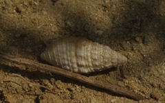 Potamididae
