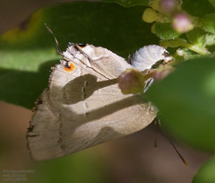 Allosmaitia strophius