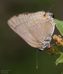 Allosmaitia strophius