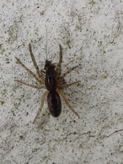 Segestria senoculata