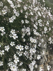 Gypsophila repens