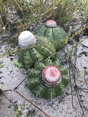 Melocactus violaceus margaritaceus