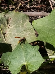 Polistes xanthogaster