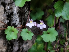 Cymbalaria muralis