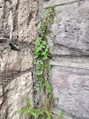 Cymbalaria muralis