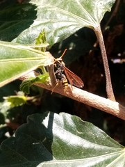 Polistes xanthogaster