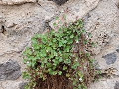 Cymbalaria muralis