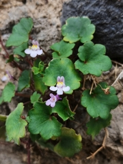 Cymbalaria muralis