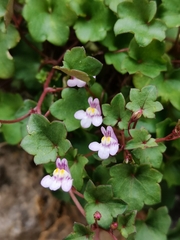 Cymbalaria muralis
