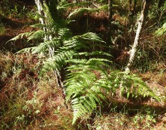 Pteridium aquilinum feei