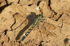 Onychogomphus forcipatus