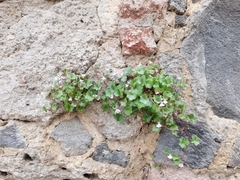 Cymbalaria muralis