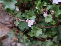 Cymbalaria muralis