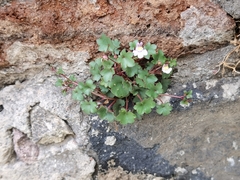 Cymbalaria muralis