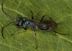 Auplopus architectus