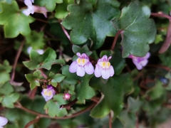 Cymbalaria muralis