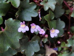 Cymbalaria muralis