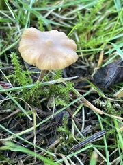 Macrocystidia