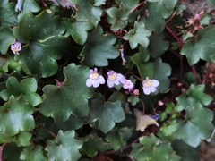 Cymbalaria muralis