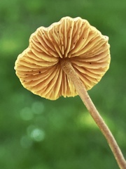 Macrocystidia