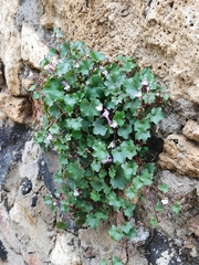 Cymbalaria muralis
