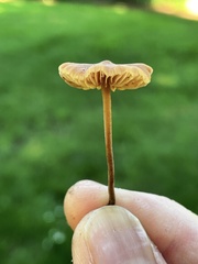 Macrocystidia