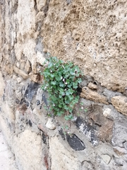 Cymbalaria muralis