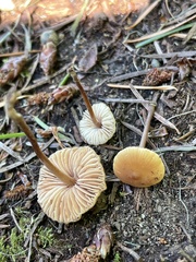 Macrocystidia
