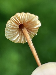 Macrocystidia
